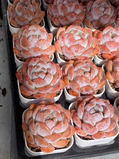 Echeveria 'Monroe' — photo 4 of 6