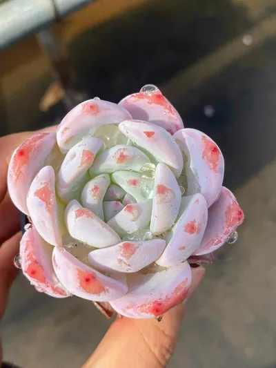 Echeveria Echeveria 'Monroe' succulent — wholesale export from Yunnan, China