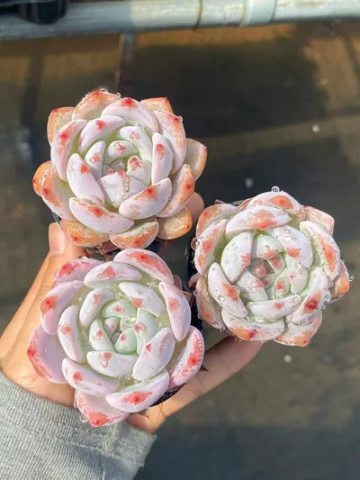 Echeveria 'Monroe' — photo 6 of 6