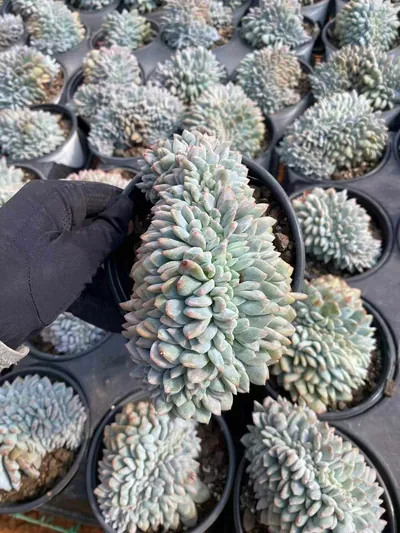 Echeveria 'Monroe' Crested — photo 3 of 6
