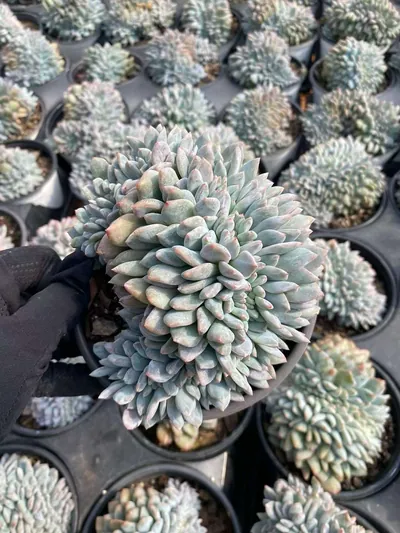 Echeveria 'Monroe' Crested — photo 4 of 6