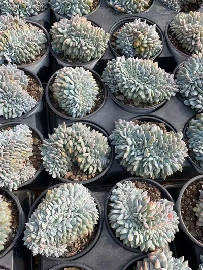 Echeveria 'Monroe' Crested — photo 5 of 6