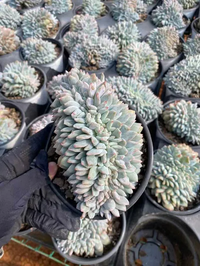 Echeveria Echeveria 'Monroe' Crested succulent — wholesale export from Yunnan, China