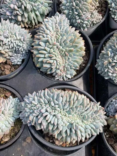 Echeveria 'Monroe' Crested — photo 6 of 6