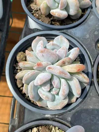 Echeveria 'Monroe' Monstrose — photo 2 of 5
