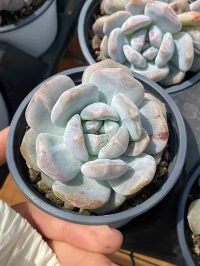 Echeveria 'Monroe' Monstrose — photo 3 of 5