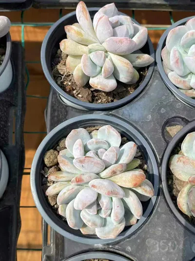 Echeveria 'Monroe' Monstrose — photo 4 of 5