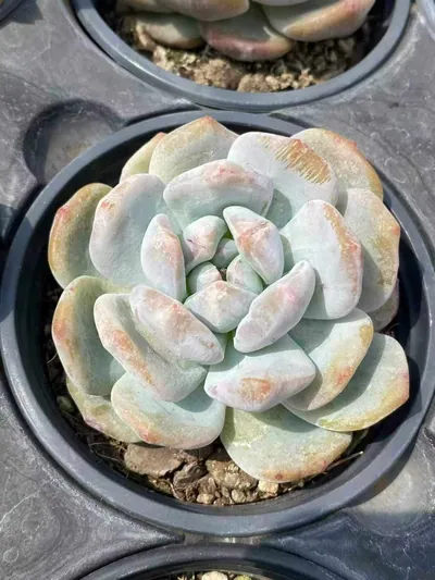 Echeveria 'Monroe' Monstrose — photo 5 of 5