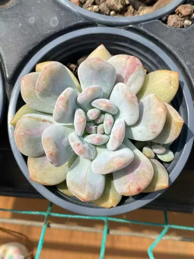 Echeveria Echeveria 'Monroe' Monstrose succulent — wholesale export from Yunnan, China