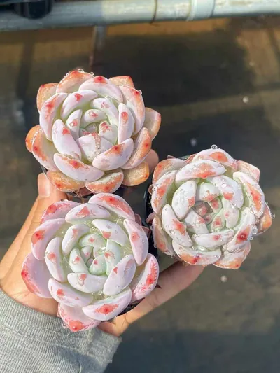 Echeveria 'Monroe' sp. — photo 3 of 5