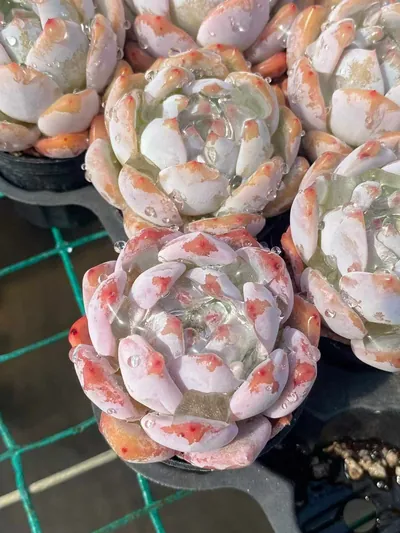 Echeveria 'Monroe' sp. — photo 4 of 5