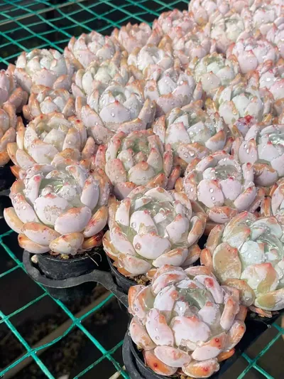 Echeveria 'Monroe' sp. — photo 5 of 5