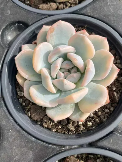 Echeveria 'Monroe' Variegated Single — wholesale Echeveria from Yunnan, China