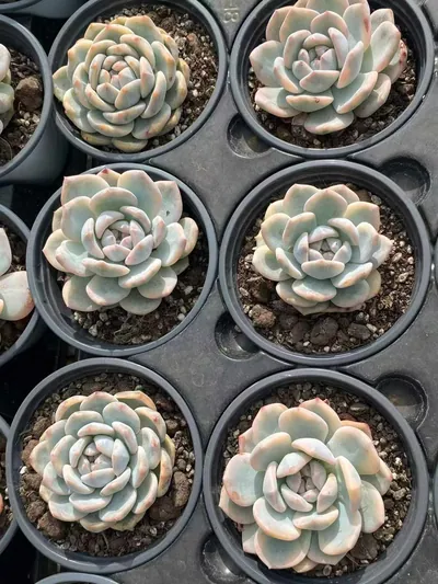 Echeveria 'Monroe' Variegated Single — photo 2 of 3