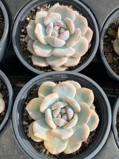Echeveria 'Monroe' Variegated Single — photo 3 of 3