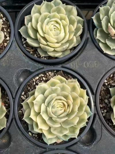 Echeveria 'Onslow' Single — photo 2 of 5