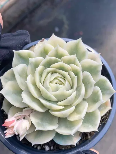 Echeveria 'Onslow' Single — photo 3 of 5