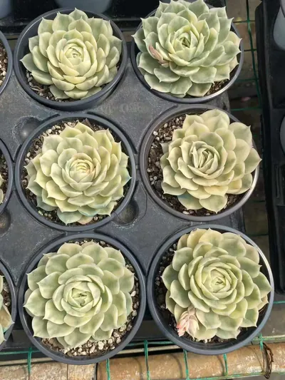 Echeveria 'Onslow' Single — photo 4 of 5