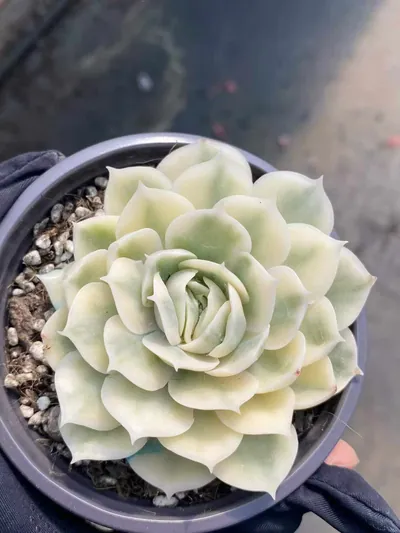 Echeveria 'Onslow' Single — photo 5 of 5