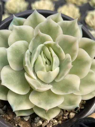 Echeveria Echeveria 'Onslow' Single succulent — wholesale export from Yunnan, China