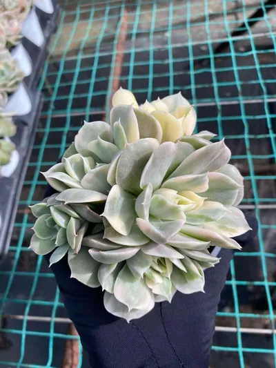 Echeveria 'Onslow' Variegated Cluster — wholesale Echeveria from Yunnan, China