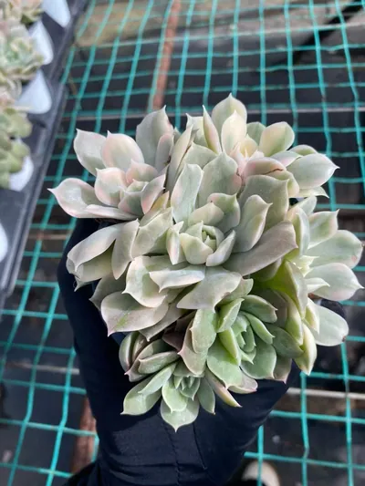 Echeveria 'Onslow' Variegated Cluster — photo 2 of 6