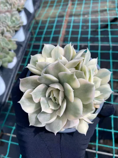 Echeveria 'Onslow' Variegated Cluster — photo 3 of 6