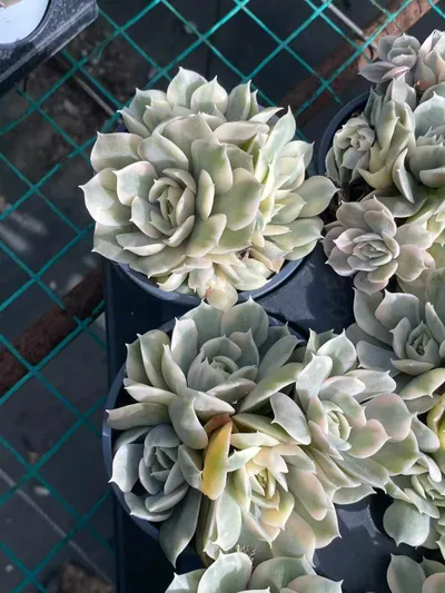 Echeveria 'Onslow' Variegated Cluster — photo 4 of 6