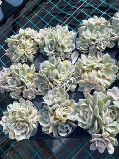 Echeveria 'Onslow' Variegated Cluster — photo 5 of 6