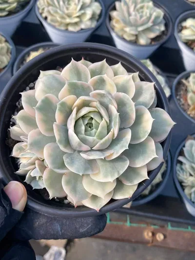 Echeveria 'Onslow' Variegated Single w/ Offsets — wholesale Echeveria from Yunnan, China
