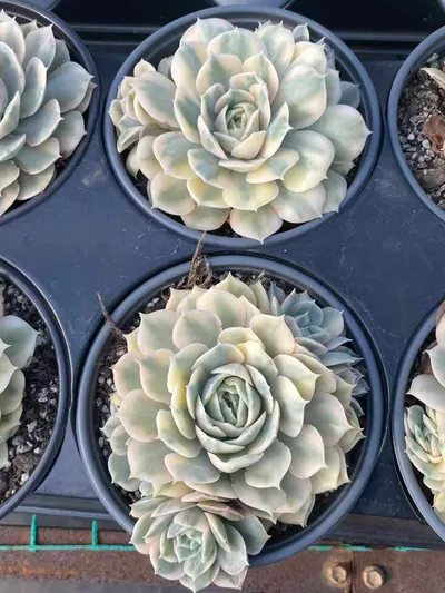 Echeveria 'Onslow' Variegated Single w/ Offsets — photo 2 of 6