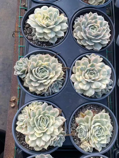 Echeveria 'Onslow' Variegated Single w/ Offsets — photo 3 of 6