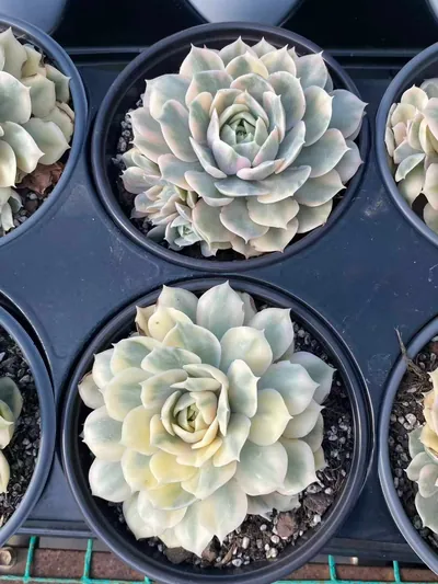 Echeveria 'Onslow' Variegated Single w/ Offsets — photo 4 of 6
