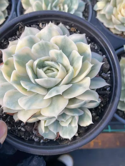 Echeveria 'Onslow' Variegated Single w/ Offsets — photo 5 of 6