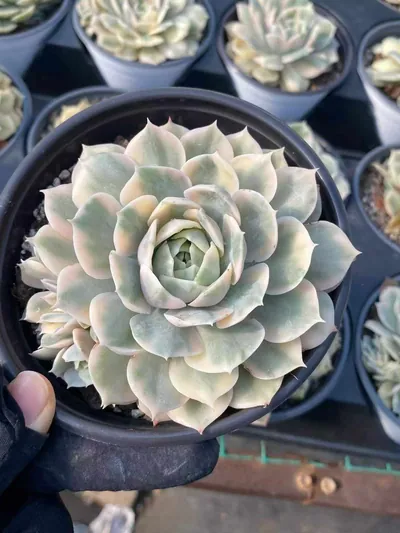 Echeveria 'Onslow' Variegated Single w/ Offsets — photo 6 of 6