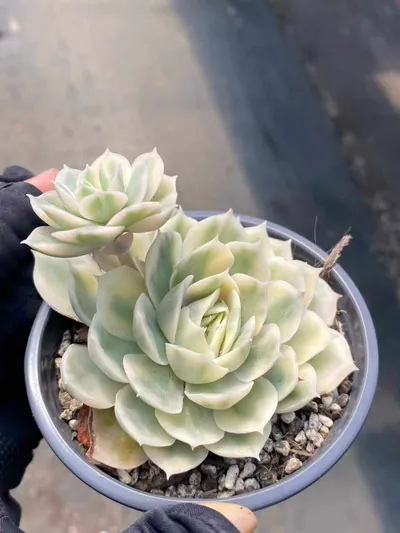 Echeveria 'Onslow' Variegated w/ Offsets — photo 2 of 6