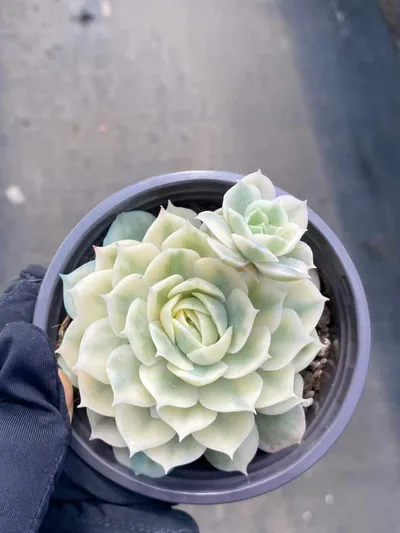Echeveria 'Onslow' Variegated w/ Offsets — photo 3 of 6