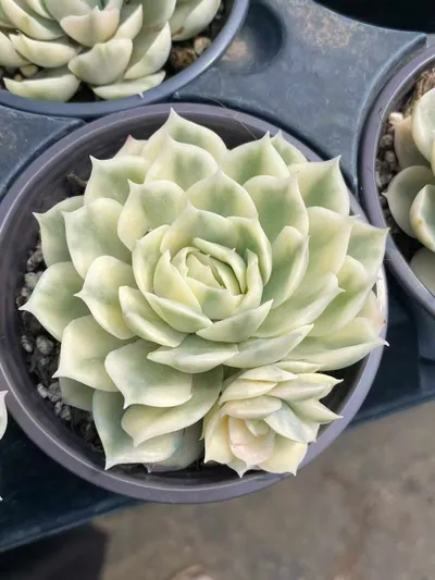 Echeveria 'Onslow' Variegated w/ Offsets — photo 4 of 6