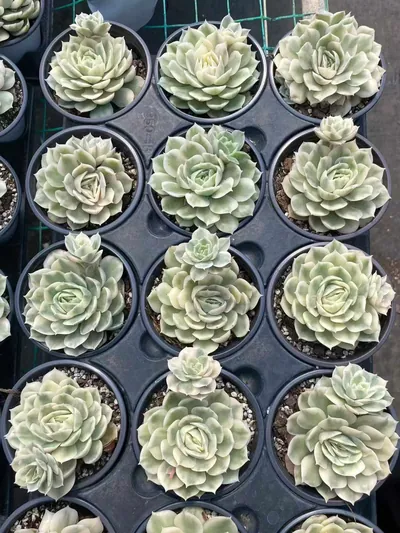 Echeveria 'Onslow' Variegated w/ Offsets — photo 5 of 6