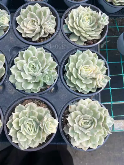Echeveria 'Onslow' Variegated w/ Offsets — photo 6 of 6
