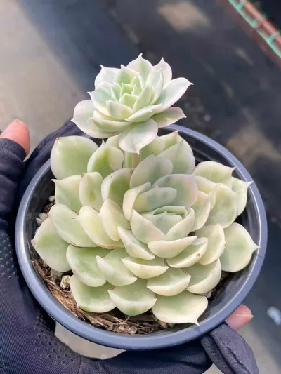 Echeveria Echeveria 'Onslow' Variegated w/ Offsets succulent — wholesale export from Yunnan, China