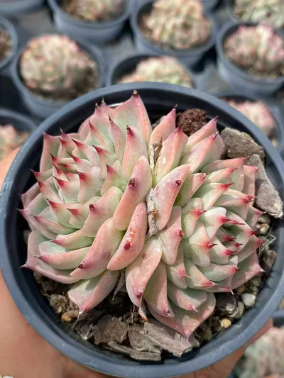 Echeveria 'Oscar' Twin-head — photo 2 of 6