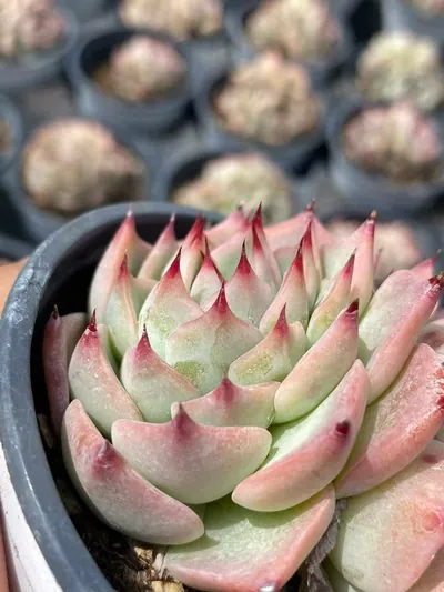 Echeveria 'Oscar' Twin-head — photo 3 of 6