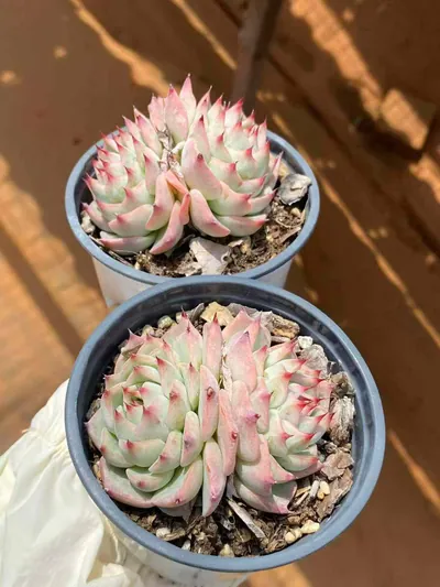 Echeveria 'Oscar' Twin-head — photo 4 of 6