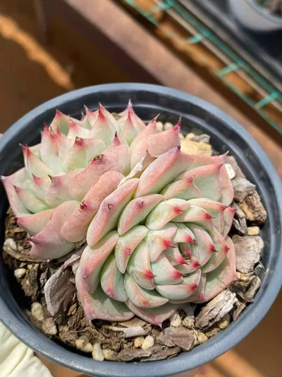 Echeveria 'Oscar' Twin-head — photo 5 of 6