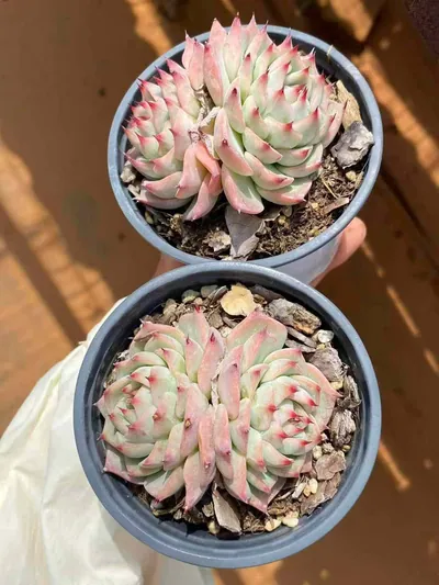 Echeveria 'Oscar' Twin-head — photo 6 of 6