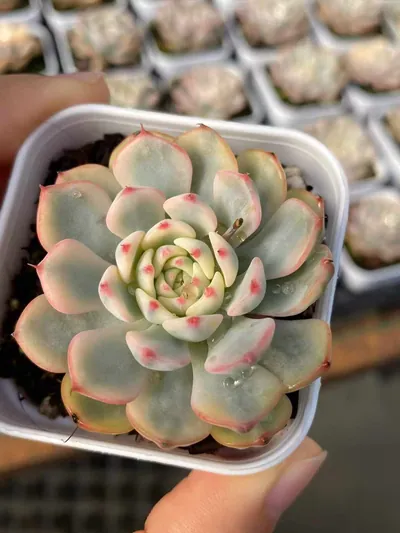 Echeveria peacockii Variegated — wholesale Echeveria from Yunnan, China