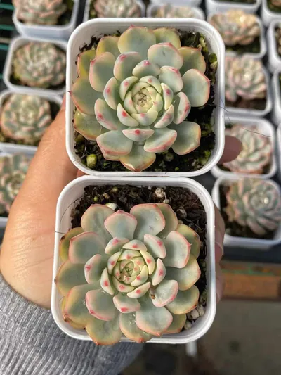 Echeveria peacockii Variegated — photo 2 of 3