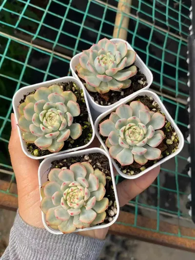Echeveria peacockii Variegated — photo 3 of 3
