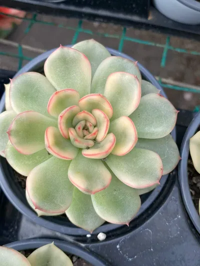 Echeveria 'Pollyanna' Variegated — wholesale Echeveria from Yunnan, China